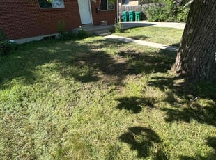 Leaf Removal by Brenna Rivera for Sunshine B. in Westminster, CO