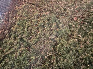 Leaf Removal by C C for Alecia H. in Lansing, MI