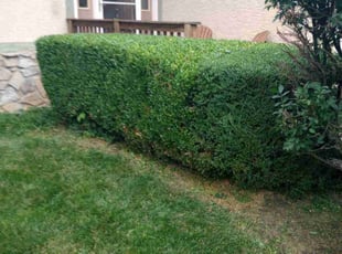 Bush Trimming by Phillip Whitt for Susan W. in Westerville, OH