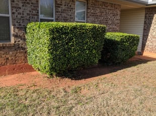 Bush Trimming by Muhammad Rasheed for Joyce C. in Oklahoma City, OK