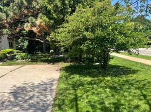 Leaf Removal by Chad Blankenburg for Angelo A. in Glendale, WI