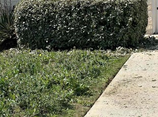 Bush Trimming by Lacy Dixon for Nora B. in San Antonio, TX