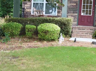 Bush Trimming by Jerry Pender for Patty H. in Sugar Hill, GA