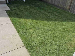 Elaine B.'s Yard Cutting service result