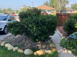Bush Trimming by David Flores for Brenda S. in Denver, CO