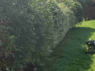 Bush Trimming by Greg Watson for Chris W. in Dallas, TX