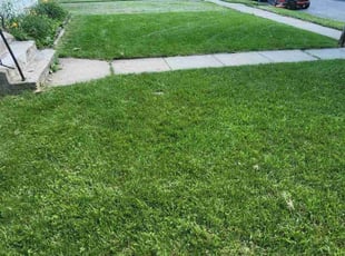 Michael P.'s Lawn Service service result