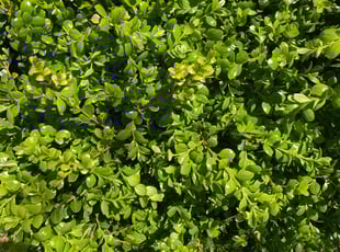 Bush Trimming by Scott Basinger for Jonathan L. in Cleveland, OH