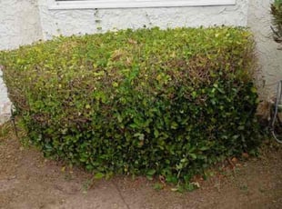Bush Trimming by Fernando Gomez Rodriguez for Constance T. in Los Angeles, CA