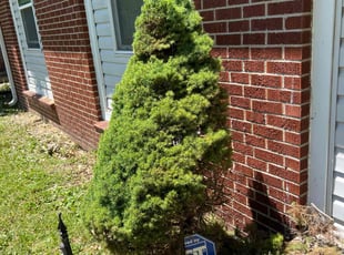 Bush Trimming by Oscar Bustos for Bailey D. in Indianapolis, IN