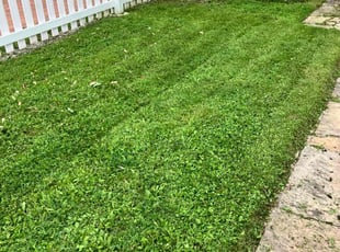 Tiffany R.'s Lawn Mowing service result