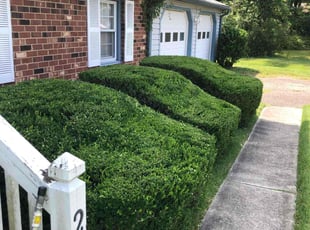 Bush Trimming by James Meredith jr for Bilal A. in Petersburg, VA