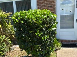 Bush Trimming by Larry Gordon for Courtney N. in Virginia Beach, VA