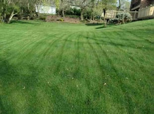 Joseph M.'s Lawn Mowing service result
