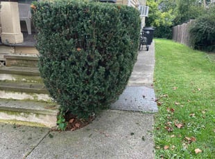 Bush Trimming by Scott Basinger for Jennifer C. in Cleveland, OH