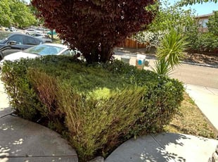 Bush Trimming by Andrew Perez for Mohamed T. in Antioch, CA