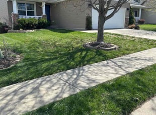 Vanessa S.'s Lawn Mowing service result