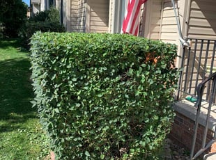 Bush Trimming by Emanuel Johnson for Michael L. in Bellevue, NE