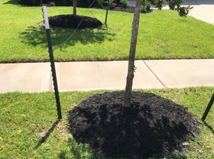 Shaniah R.'s Yard Cutting service result