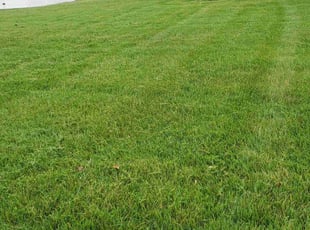Bilal A.'s Lawn Mowing Service service result