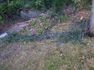 Bush Trimming by Pamela Eisenlauer for Eloisa G. in Des Moines, IA