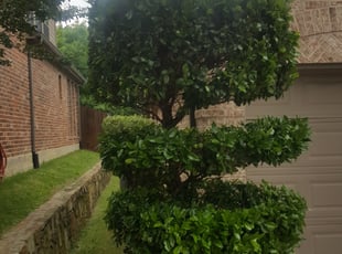 Bush Trimming by Anthony Davis for Maria B. in McKinney, TX