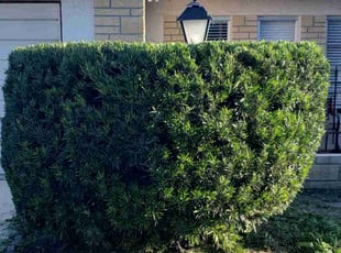 Bush Trimming by Anthony Root for Jose V. in Port Richey, FL