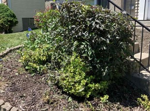 Bush Trimming by Steve Valmassoi for Calvin A. in Cincinnati, OH