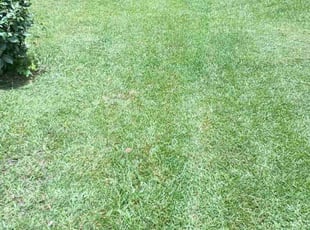 Mary M.'s Lawn Mowing service result