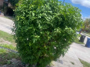 Bush Trimming by Markeith Whittaker for Daniel Z. in Fort Lauderdale, FL