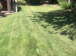 Andy G.'s Lawn Mowing service result