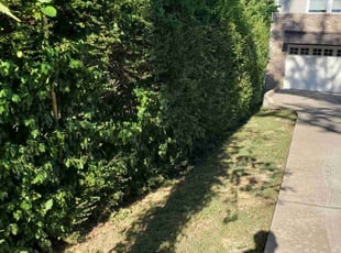 Bush Trimming by Curtis Nelson for Lea M. in Nashville, TN