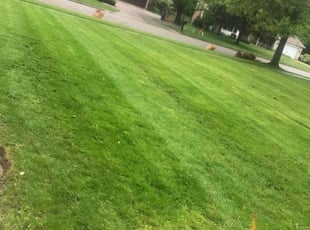Leon P.'s Lawn Mowing service result