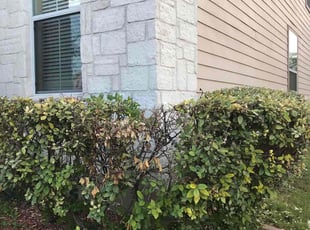 Bush Trimming by Chris Rivera for Cynthia K. in San Antonio, TX