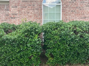 Bush Trimming by Dewey Wilder for Telephous M. in Weatherford, TX