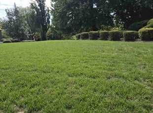 Gina R.'s Yard Cutting service result