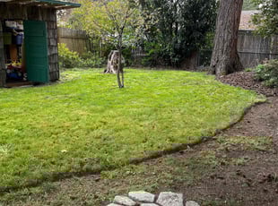 Monique L.'s Lawn Service service result