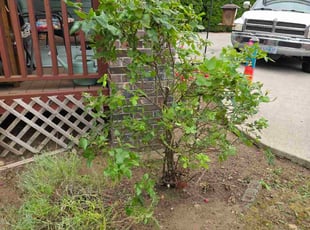 Bush Trimming by Julio Aboytes for Rebecca R. in Vancouver, WA