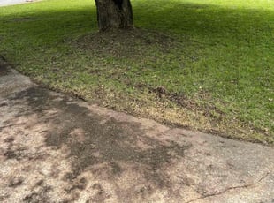 Cleanups by Parker Godfrey for Caroline B. in Fountain Inn, SC
