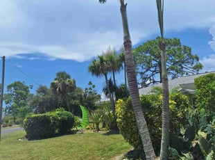 Bush Trimming by Peterson Dariste for Carol A S. in Venice, FL