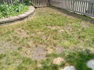 Leaf Removal by Joseph Zika for Jeff B. in Saint Paul, MN