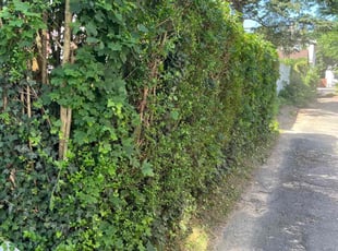 Bush Trimming by Cody Phillips for Cynthia T. in Phillipsburg, NJ
