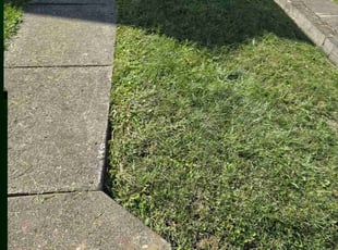 Paul B.'s Lawn Mowing service result