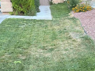 Bush Trimming by Henry Pineda for Jalen H. in Las Vegas, NV