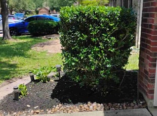 Bush Trimming by Hector Cruz for Latoya J. in Spring, TX