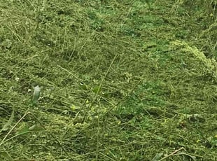 Cleanups by Jennifer Stoffers for Phong H. in Saint Paul, MN