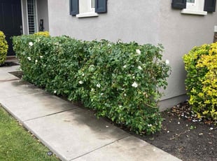 Weeding by Hugo Lopez for Deborah F. in Temecula, CA