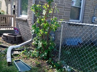 Bush Trimming by Archie Lockwood for Gloria M. in Milwaukee, WI