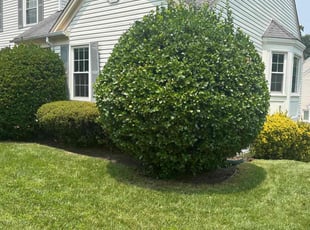 Weeding by candelario castillo for Garrett B. in Springfield, VA