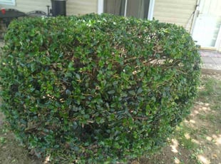 Bush Trimming by Ismael Galvez for Michael S. in Pineville, NC